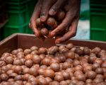 Macadamia Einkauf von LIMBUA Kleinbauern