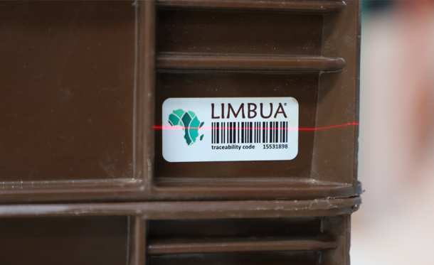 LIMBUA Company Profile: Digitalization & Sustainability