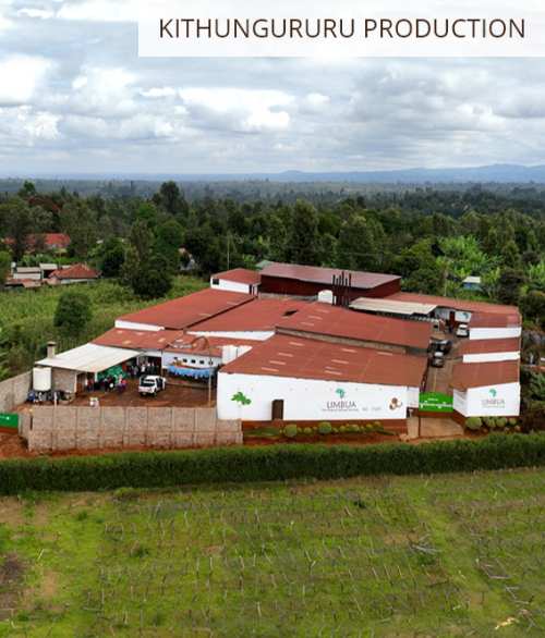 Kithungururu LIMBUA Produktion