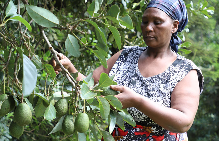 Bio Avocados aus Mischanbau in der Mount Kenya Region