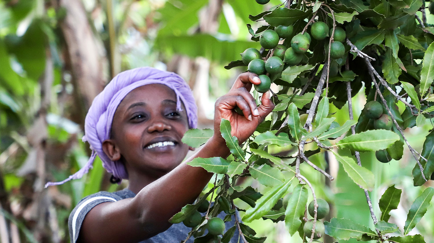 Organic Macadamia on the tree