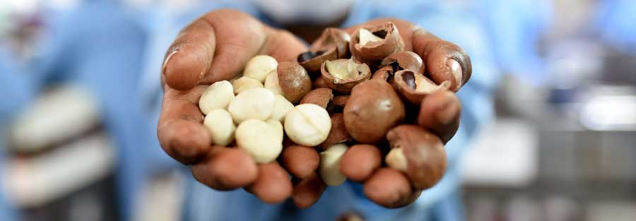 nuts cracked shell
