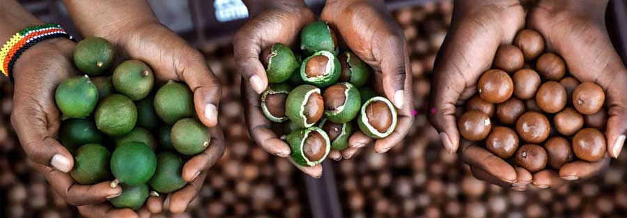 Macadamia Nut skin