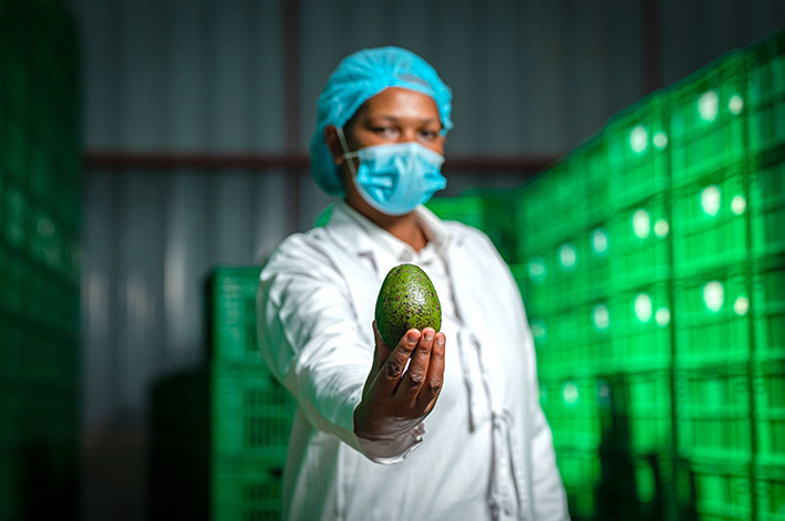 Food Safety Avocado