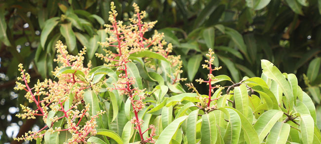 Mango Blüten