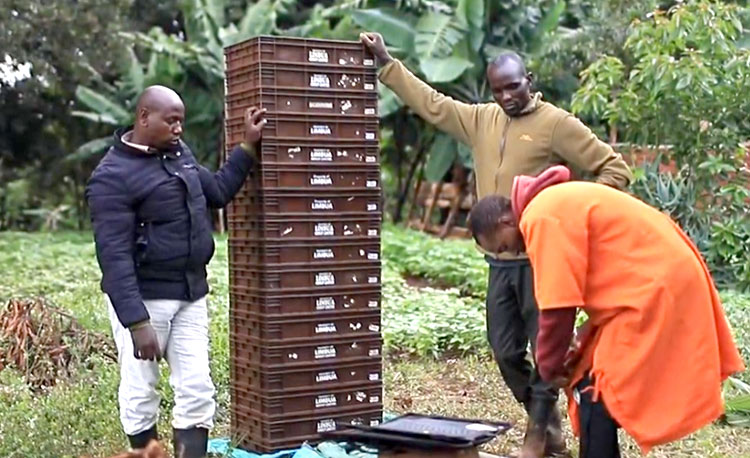 Ernte-Einkauf direkt auf der Farm LIMBUA Team beim Ernte-Einkauf auf einer kleinbäuerlichen Farm in Kenia