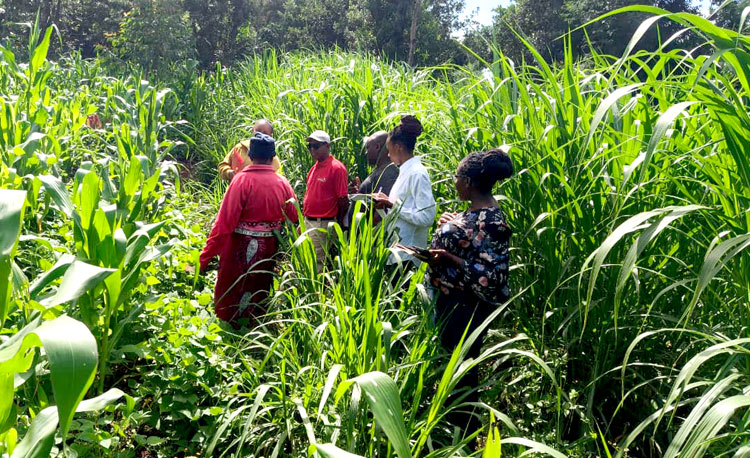 Auditbegehung auf einer LIMBUA Partnerfarm Auditoren und LIMBUA Team während einer Farmbegehung im Kleinbauernnetzwerk in Kenia