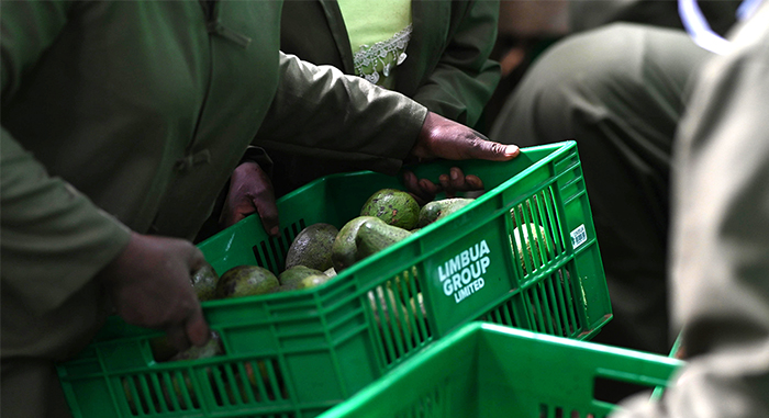 Bio Avocadoöl aus Kenia