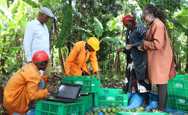 LIMBUA Agrar Team beim Avocado Einkauf LIMBUA Agrar Team beim Avocado Einkauf