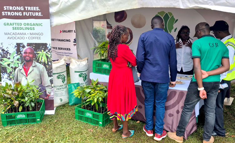 Veredelte Bio-Setzlinge von LIMBUA für nachhaltigen Anbau