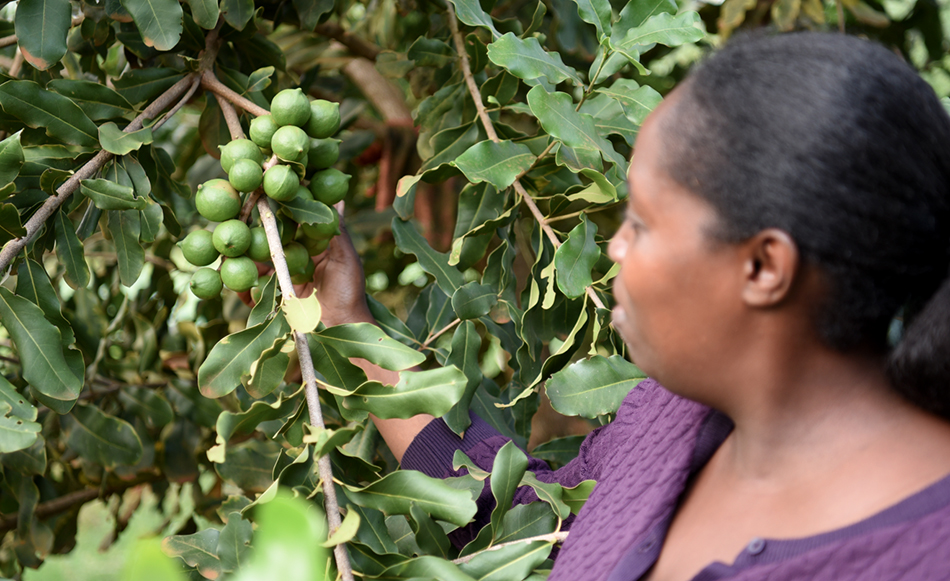 Macadamia nuts on the tree