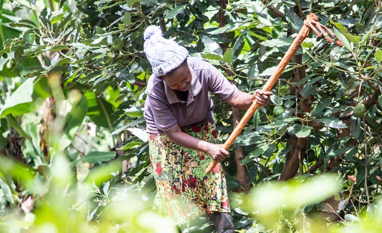 Diversified smallholder farm in the LIMBUA network