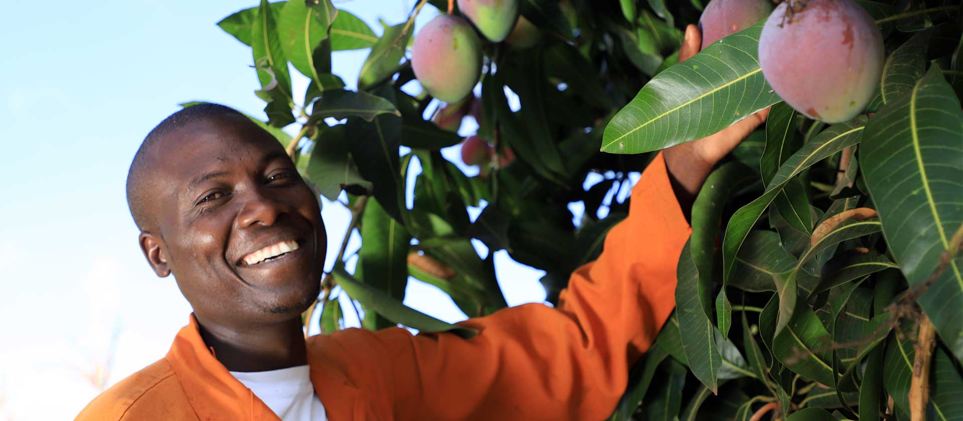 Organic Farming Mango LIMBUA