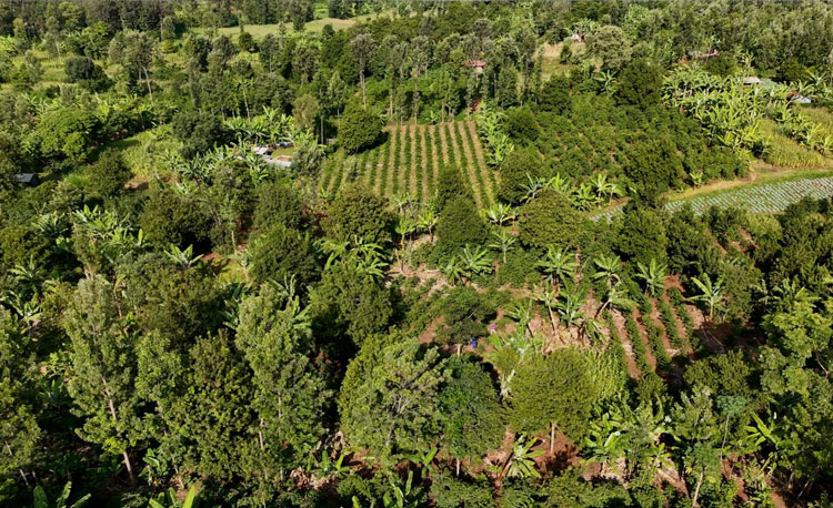 Kleinbäuerliches Agroforstsystem in Kenia Luftaufnahme einer kleinbäuerlichen Agroforstfarm