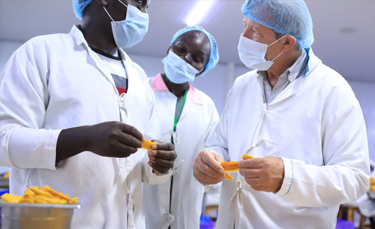 Ueli Hurter im LIMBUA Produktionsstandort Einblick in die Mango-Verarbeitung