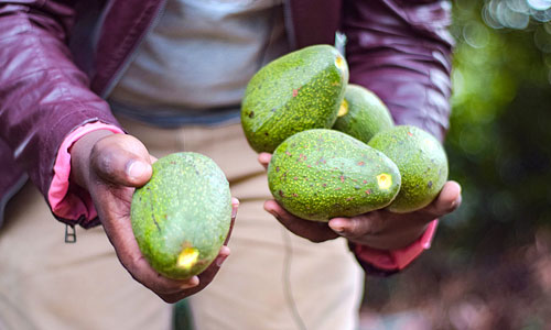 Avocado Hand