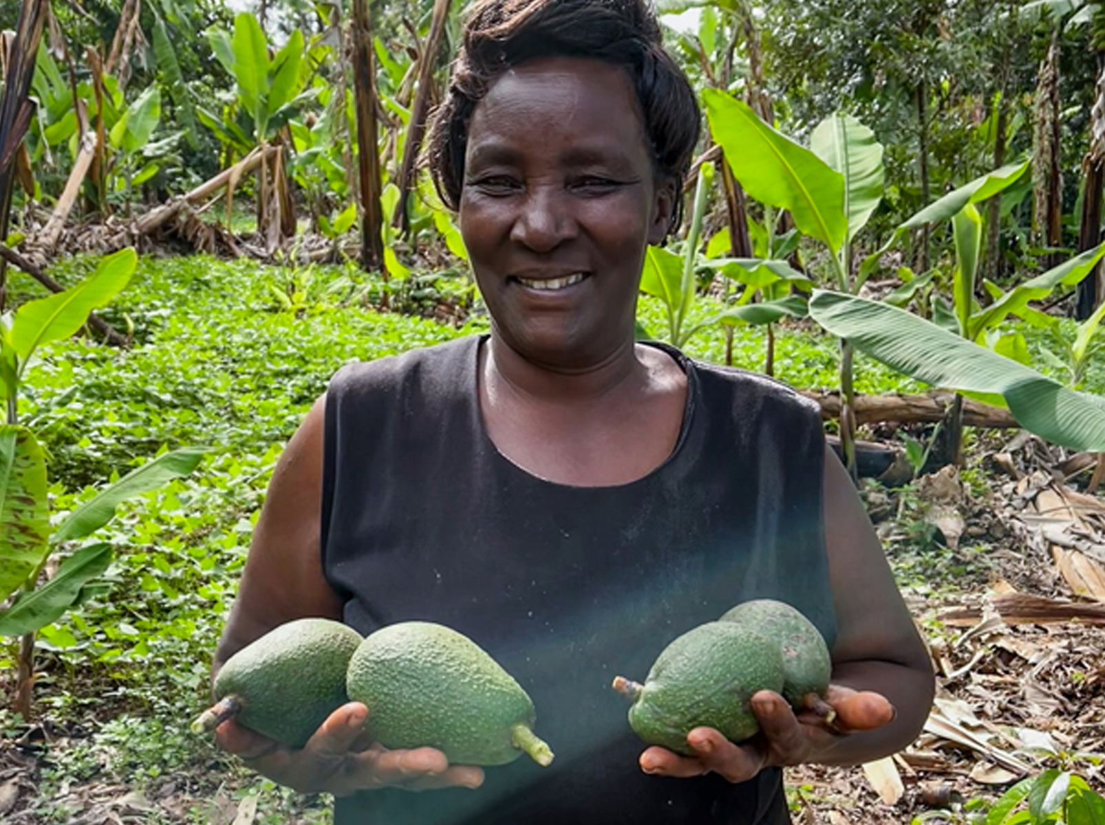 Avocado Farmer