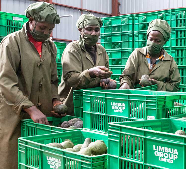 Avocado Sorting