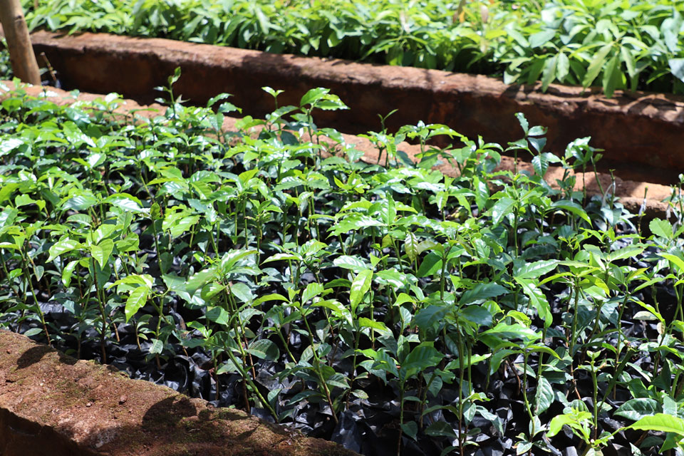 Coffee seedlings LIMBUA