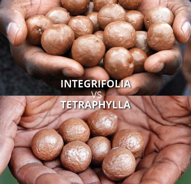 Top: Macadamia integrifolia with a smooth shell – the variety processed by LIMBUA. Bottom: For comparison, the rougher Macadamia tetraphylla.