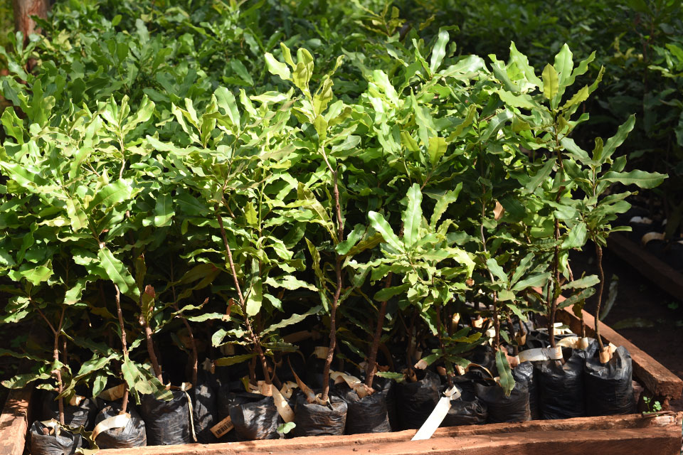 Macadamia tree seedlings