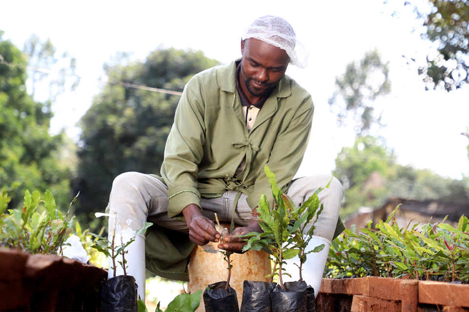 Macadamia grafting