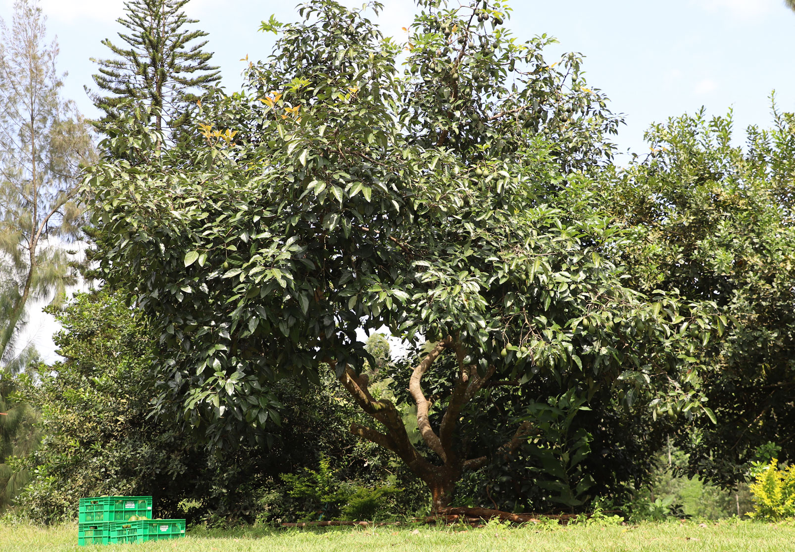 Avocado tree on organic farm in Kenya