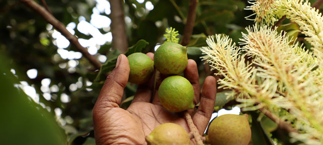 Macadamia Flower