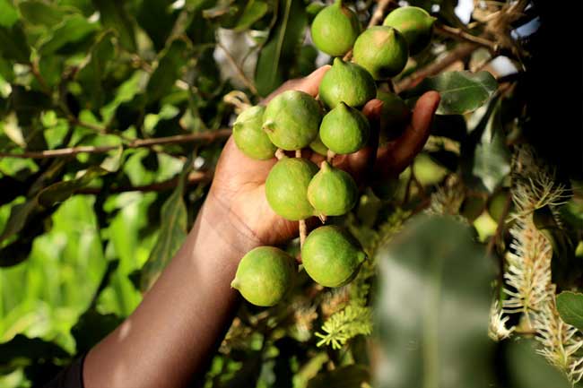 Mature Macadamia nuts on tree