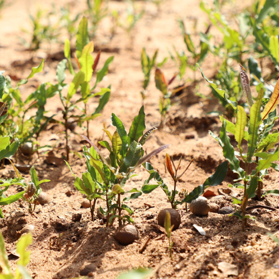 Germination