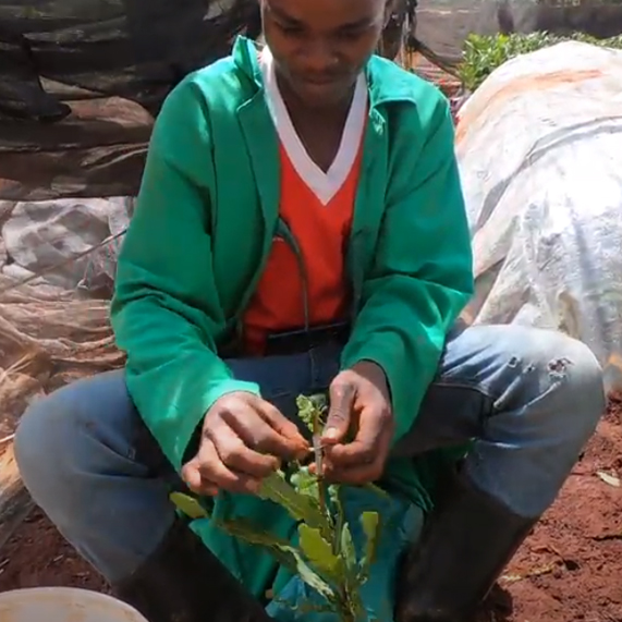 macadamia grafting