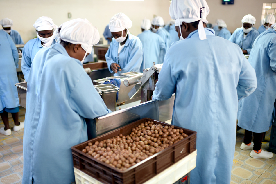 Macadamia Verarbeitung in LIMBUA Produktion