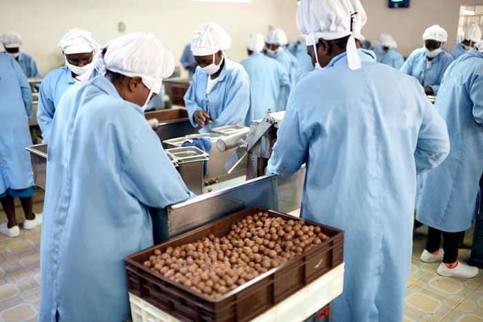 Macadamia nut cracking