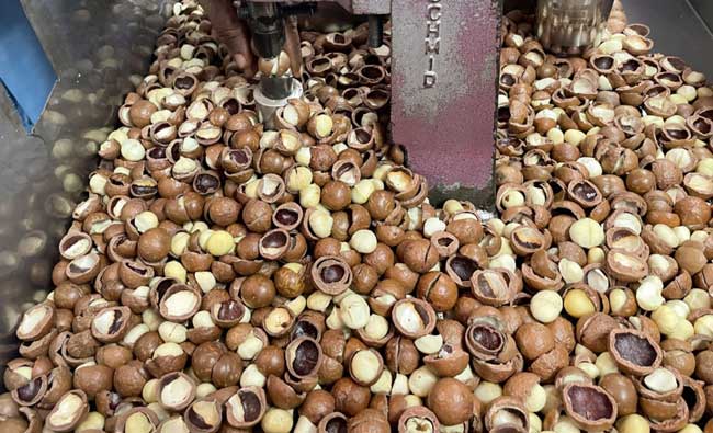 Macadamia Nuss knacken