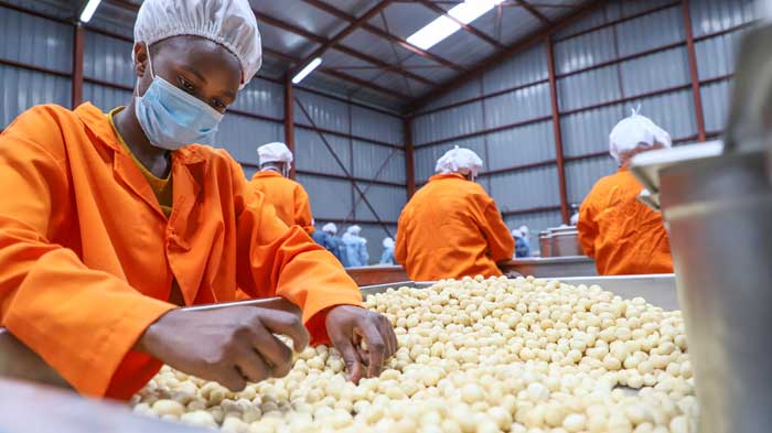 Organic Macadamia Nuts sorting