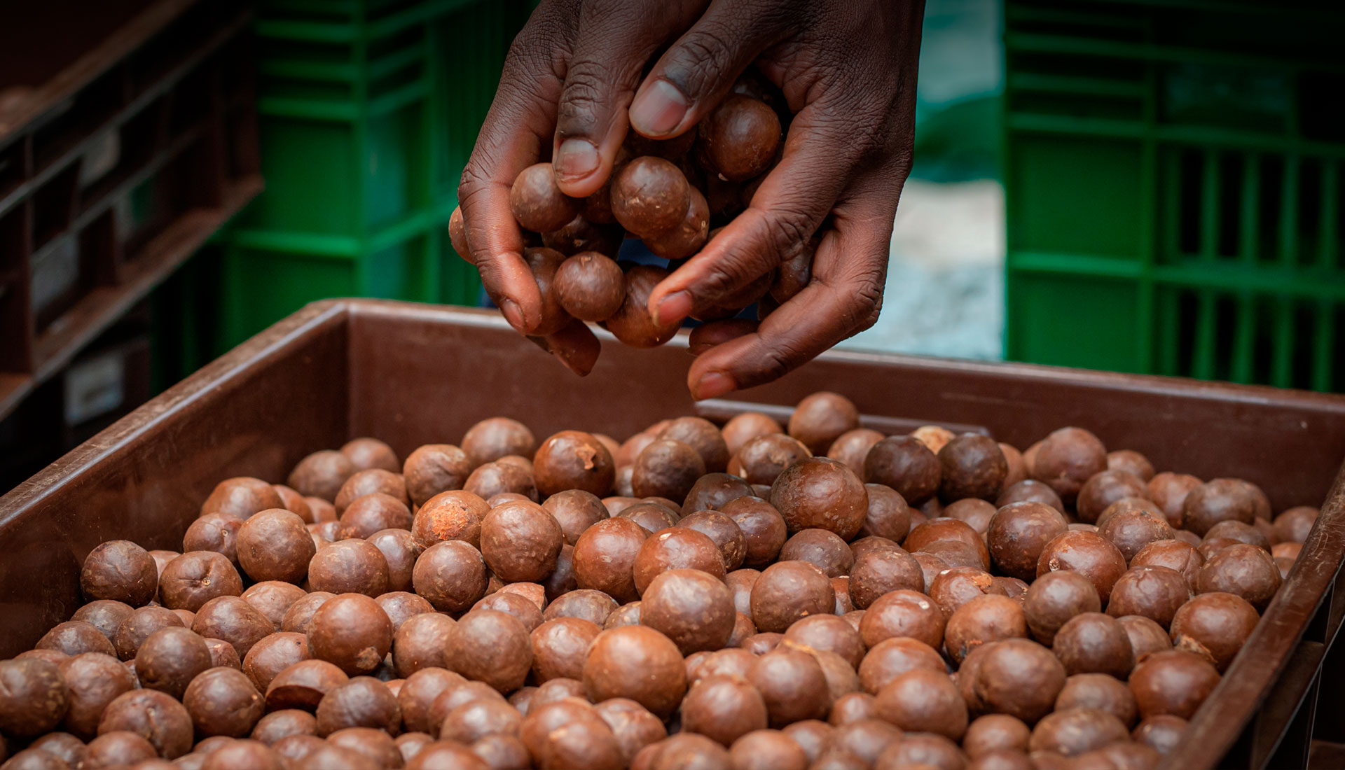 Macadamia Einkauf von LIMBUA Kleinbauern