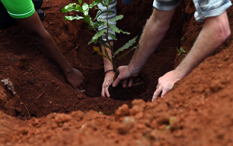 Planting Macadamia seedling