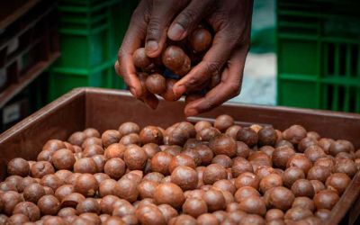 Macadamia buying