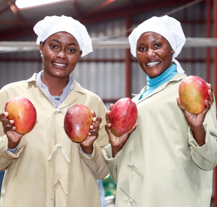 Organic Mango sorting