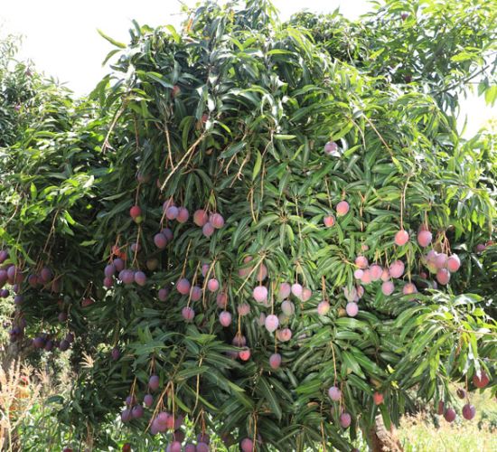 Tommy Atkins Mango baum LIMBUA Kenia