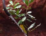 Bio Macadamia Setzlinge Kenia