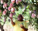 LIMBUA mango farmer