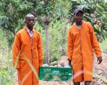 LIMBUA purchasing teams