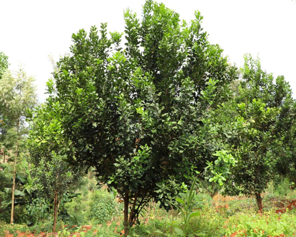 Macadamia Nut Tree