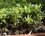 Macadamia Seedling for Sale