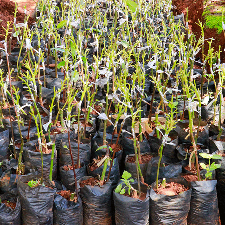 Bio Avocado Setzlinge Kenia