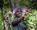 Macadamia aus Bio-Anbau