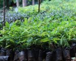 Avocado Seedlings for sale
