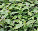coffee seedlings for sale