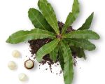 Macadamia Baum Setzling LIMBUA